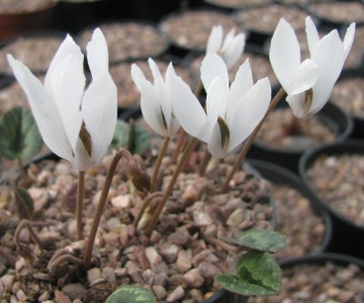 Cyclamen cilicium album (deliver Sept to October)